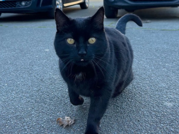 Krokmou, mascotte officielle de Joce&CoMoto - Blois